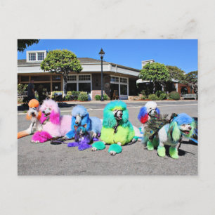 Carte Postale Poodle Day 2016 - Rainbow Poodles