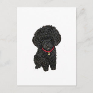Carte Postale Poodle miniature ou jouet - Noir 1