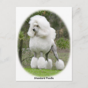 Carte Postale Poodle Standard 9Y199D-029