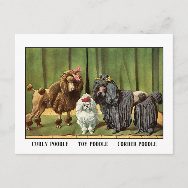 Carte Postale Poodles vintages (Devant)