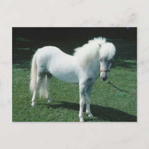 Carte Postale Poofy White Pony