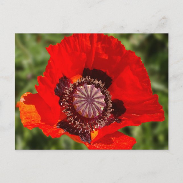 Carte Postale pop (Devant)