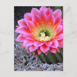 Carte Postale Pop de cactus rose