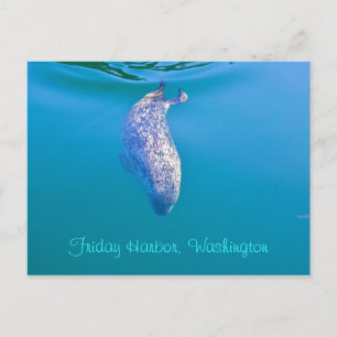 Carte Postale Popeye the Seal Postcard