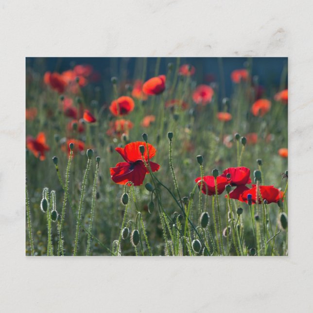 Carte Postale Poppies (Devant)