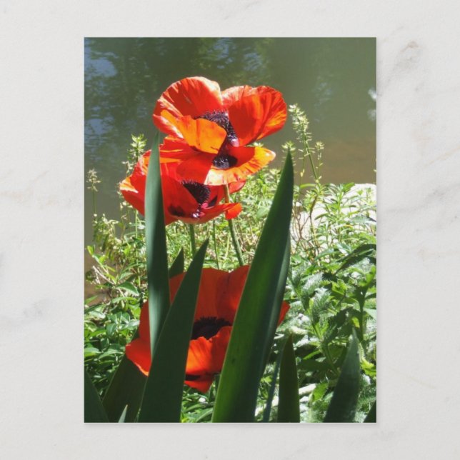 Carte Postale Poppies (Devant)