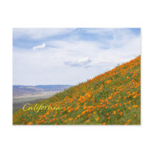Poppies d'or de Californie