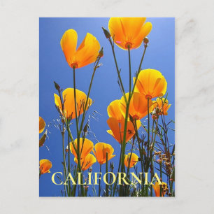 Carte Postale Poppies d'or de Californie contre Blue Sky
