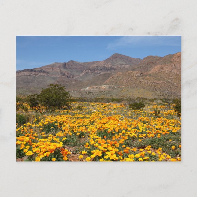 Carte Postale Poppies El Paso (Devant)