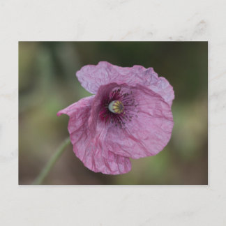 Carte postale Popple