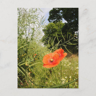 Carte postale 'Poppy'
