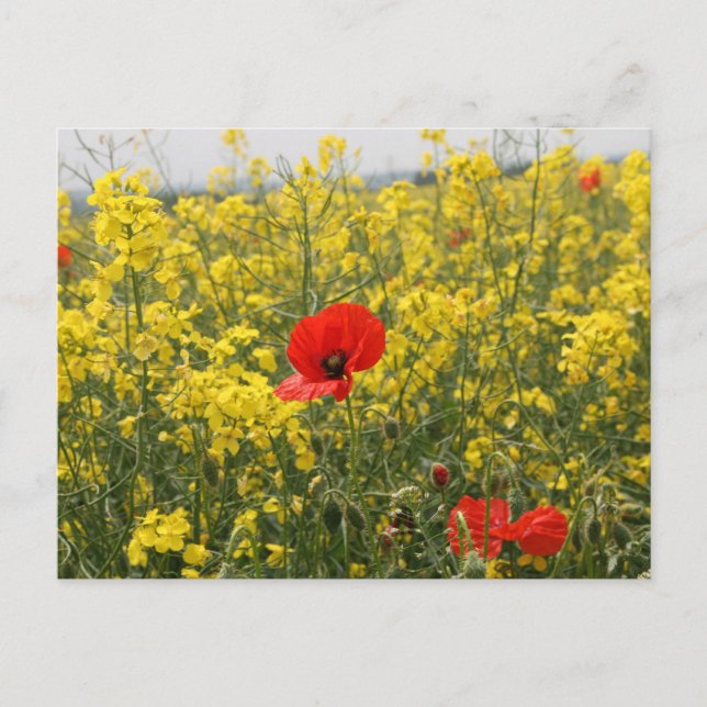 Carte Postale Poppy (Devant)