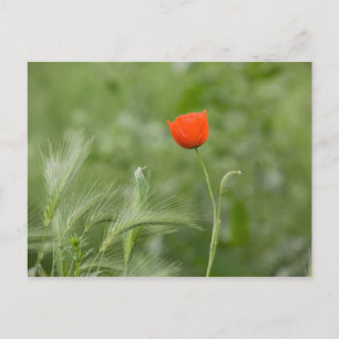 Carte Postale Poppy
