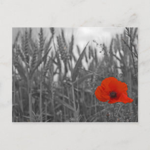 Carte Postale Poppy