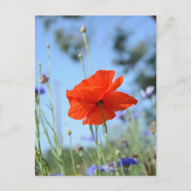 Carte Postale Poppy (Devant)