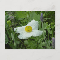 Carte postale Poppy du sud de la Californie