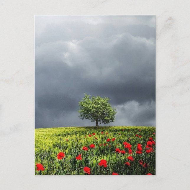 Carte Postale Poppy Field et ciel nuageux (Devant)