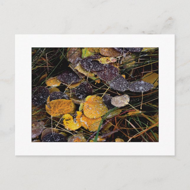 Carte Postale "Popsicles de la nature" (Devant)