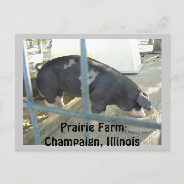 Carte postale porcine (Devant)