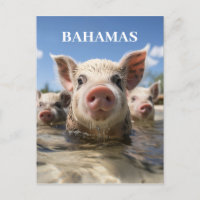 Porcs Nageurs des Bahamas de Qualité Premium Plage