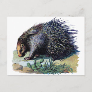 Carte postale - Porcupine