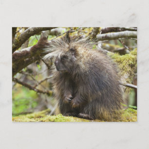 Carte Postale Porcupine déterminé