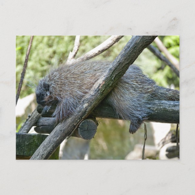 Carte Postale Porcupine du Nouveau Monde (Devant)