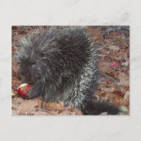 Porcupine et pomme