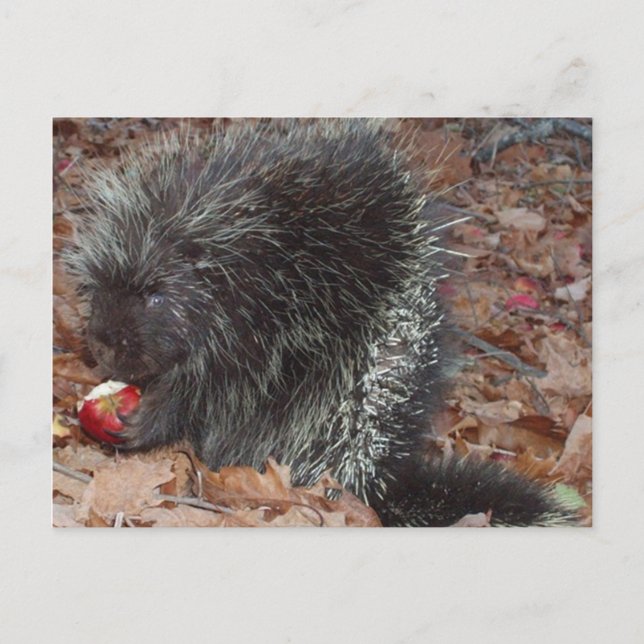 Carte Postale Porcupine et pomme (Devant)