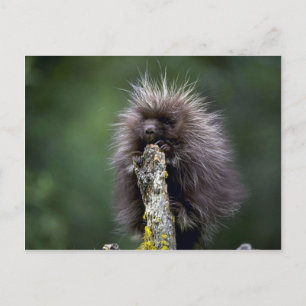 Carte Postale Porcupine-été-jeune