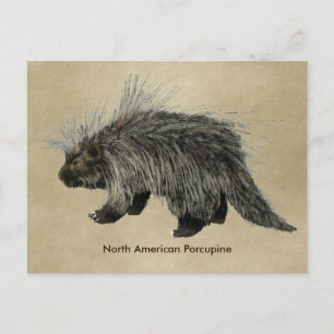 Carte Postale Porcupine On Old Paper