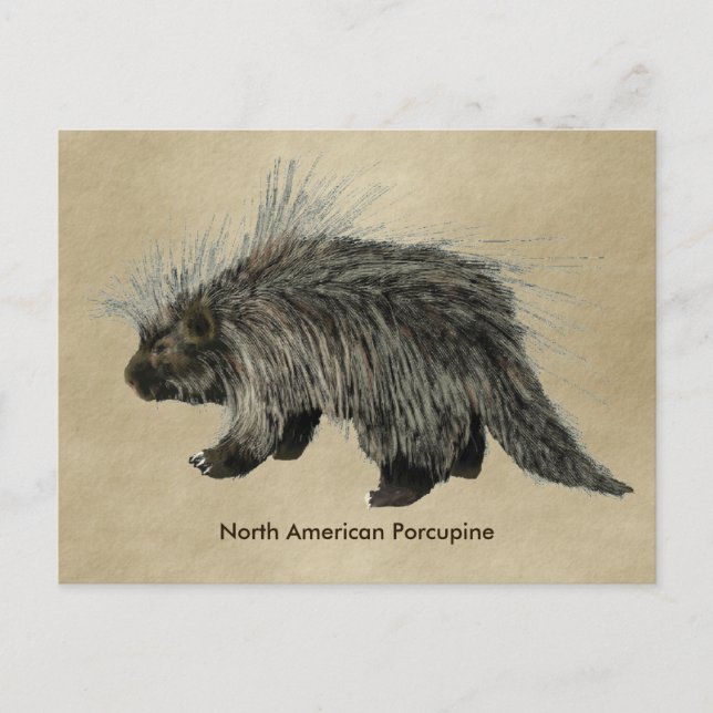 Carte Postale Porcupine sur vieux papier (Devant)