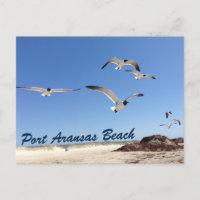 Port Aransas Beach Seagull Photographie Jolie
