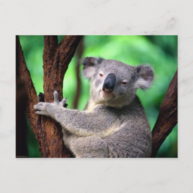 Carte Postale Porte-carte postale Koala (Devant)