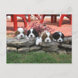 Carte Postale Portée de Cavalier King Charles Spaniel