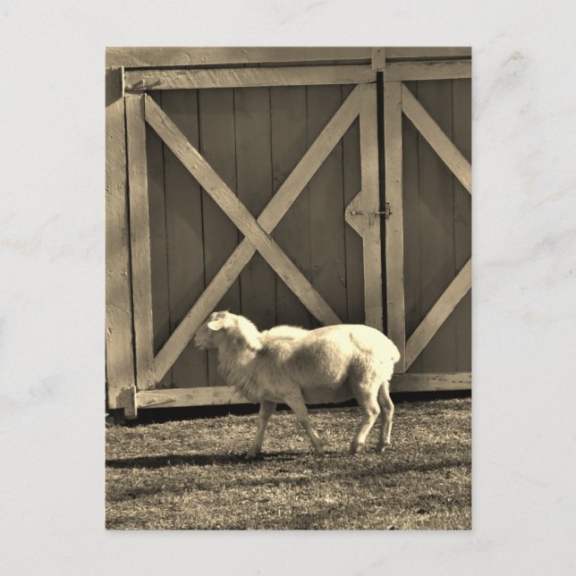 Carte Postale Portes de chèvre et de grange Sepia Tone (Devant)