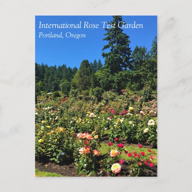 Carte Postale Portland Rose Garden (Devant)