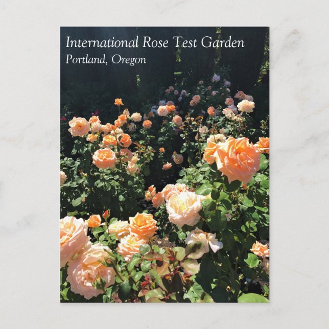 Carte Postale Portland Rose Garden (Devant)