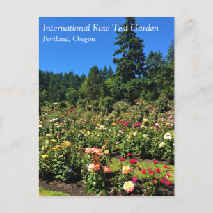 Carte Postale Portland Rose Garden, OU