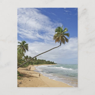 Carte Postale Porto Rico. Plage de Tres Palmitas Porto Rico