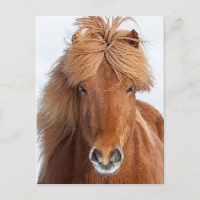 Carte Postale Portrait Brown islandais du cheval (Devant)