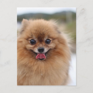Carte Postale Portrait Chien de Poméranie