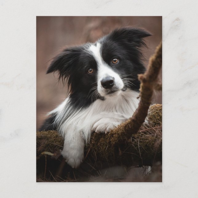 Carte Postale Portrait Collie Bordure Étonnant (Devant)