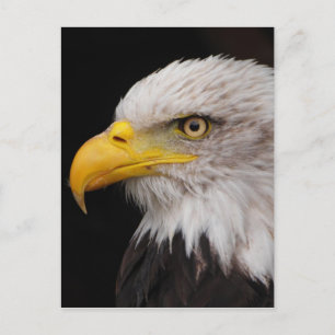 Carte Postale Portrait d'aigle