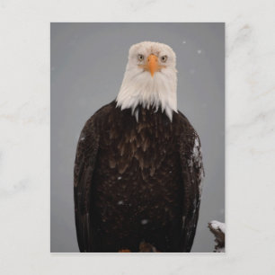 Carte Postale Portrait d'aigle royal dans la neige, Haliaeetus