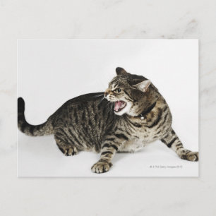 Carte Postale Portrait de baisers de chat