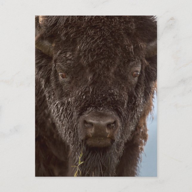Carte Postale Portrait de Bison Bull (Devant)