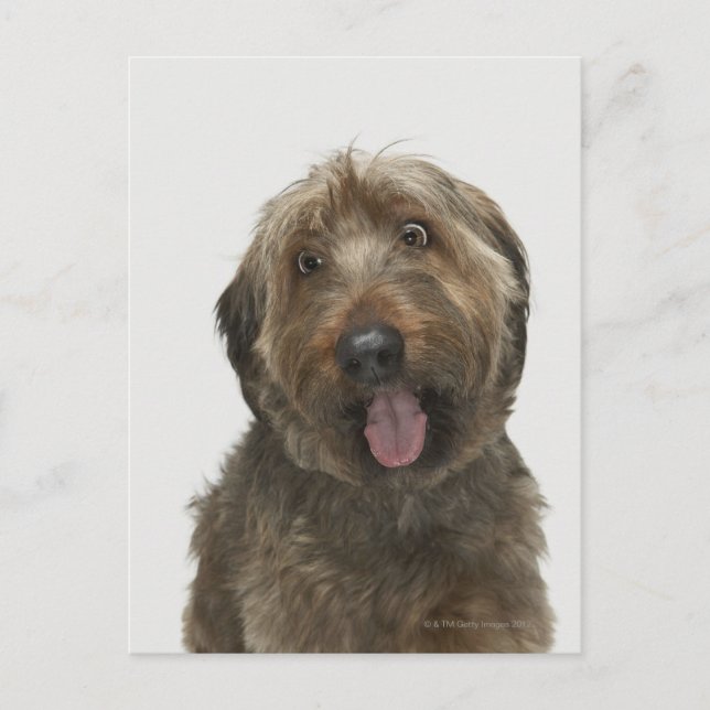 Carte Postale Portrait de Briard dog (Devant)