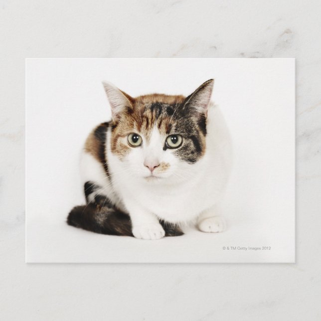 Carte Postale Portrait de Calico cat (Devant)