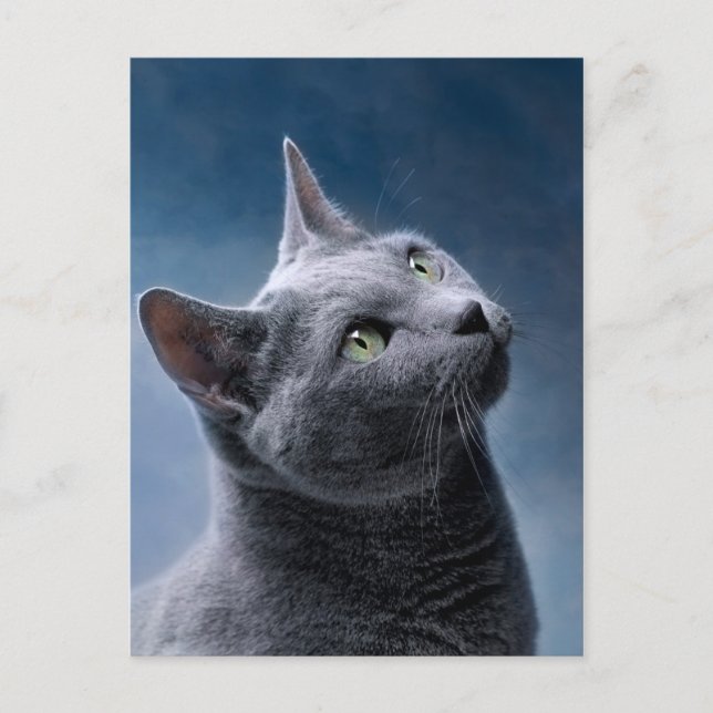 Carte Postale Portrait de chat (Devant)